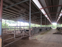 平成14年に建設されたフリーバーン牛舎